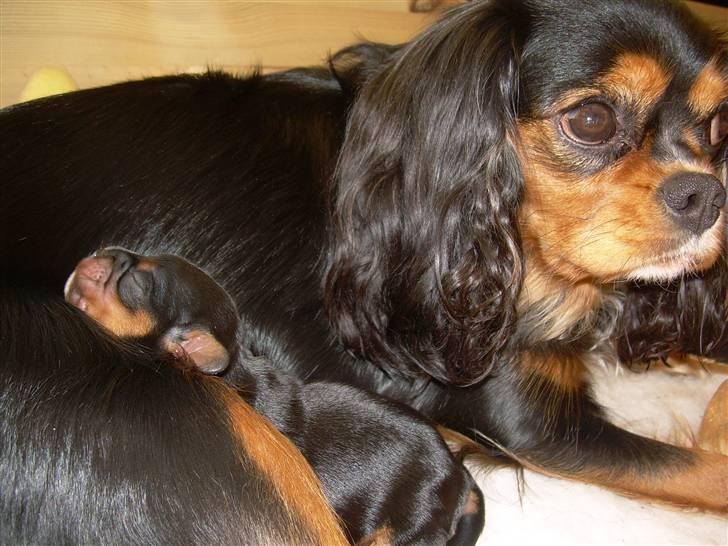 Cavalier king charles spaniel Daisy billede 1