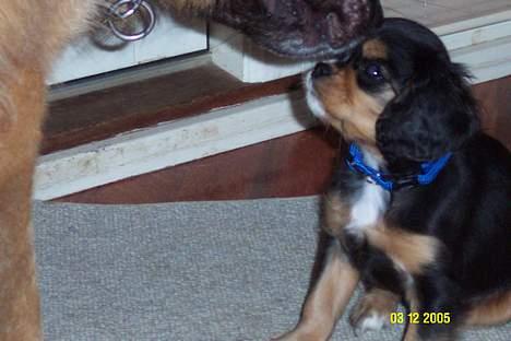 Cavalier king charles spaniel Daisy billede 2