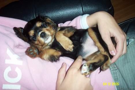 Cavalier king charles spaniel Daisy billede 3