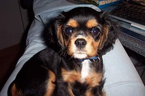 Cavalier king charles spaniel Daisy billede 4
