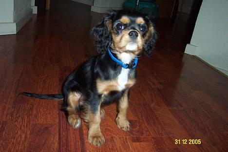 Cavalier king charles spaniel Daisy billede 5