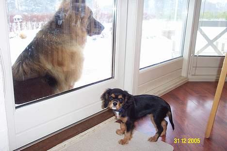 Cavalier king charles spaniel Daisy billede 6