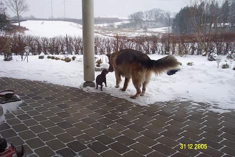 Cavalier king charles spaniel Daisy billede 7