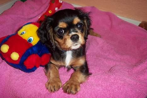 Cavalier king charles spaniel Daisy billede 8