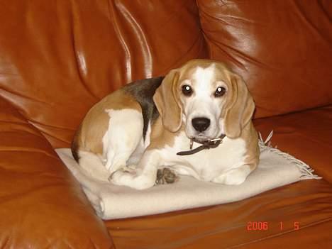 Beagle Sille - Sille ligger i sofaen..... er hun ik sød.... billede 12