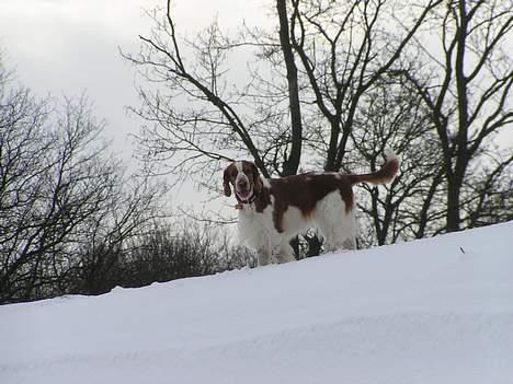 Welsh springer spaniel Chili  25 / 12 billede 19