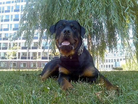 Rottweiler Rocky - 23-04-06 billede 1