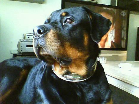 Rottweiler Rocky billede 2