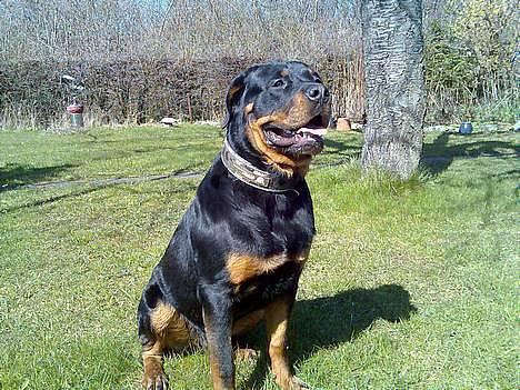 Rottweiler Rocky - Rigtig vagthund billede 3