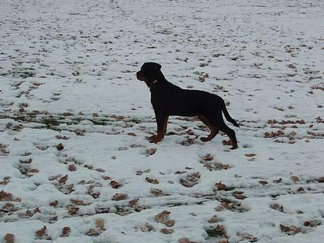 Rottweiler Rocky billede 4