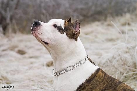 Amerikansk staffordshire terrier Wido Swoboda billede 15