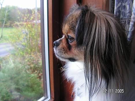 Blanding af racer Gizmo - Mor kom nu hjem.... billede 8