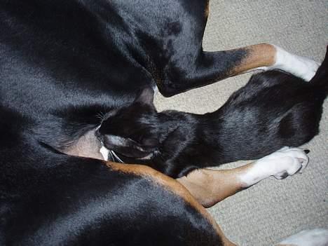 Blanding af racer soui Død 5 dec. billede 20