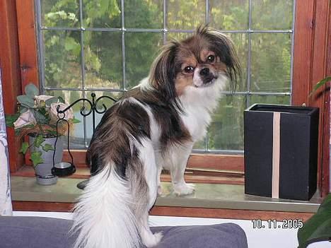 Blanding af racer Gizmo - kigger efter sin mor som lige er kørt billede 10