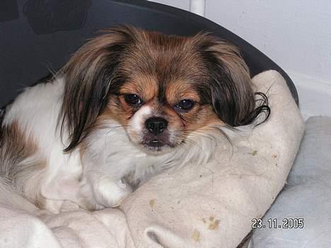 Blanding af racer Gizmo - så var det senge tid billede 11