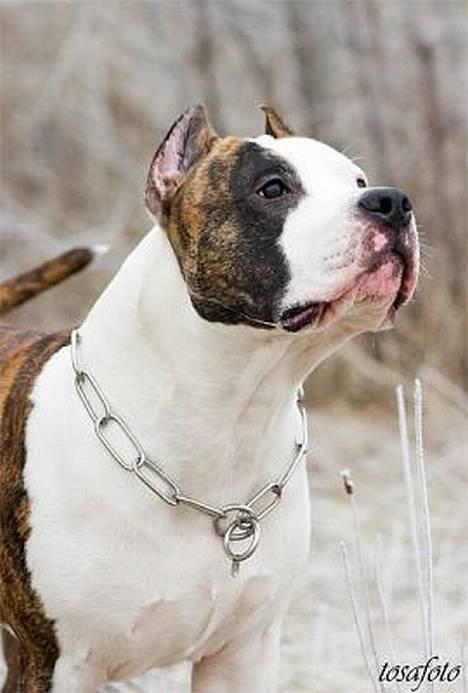 Amerikansk staffordshire terrier Wido Swoboda billede 16