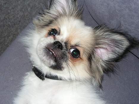 Blanding af racer Amigo billede 1