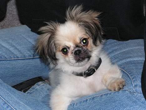 Blanding af racer Amigo billede 2