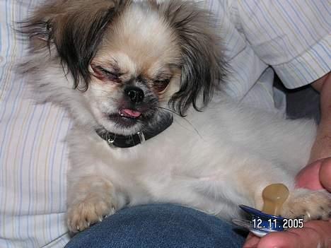 Blanding af racer Amigo - addd sut!!! billede 3