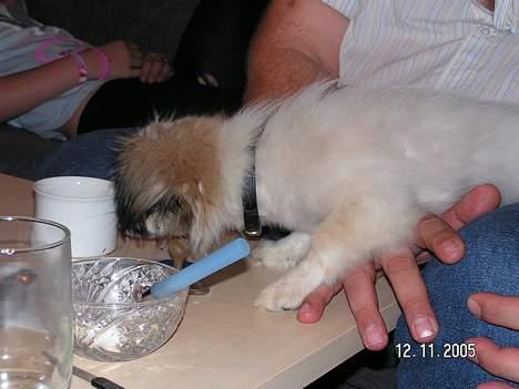 Blanding af racer Amigo - lidt nysgerrig er man vil altid ikk?? billede 4