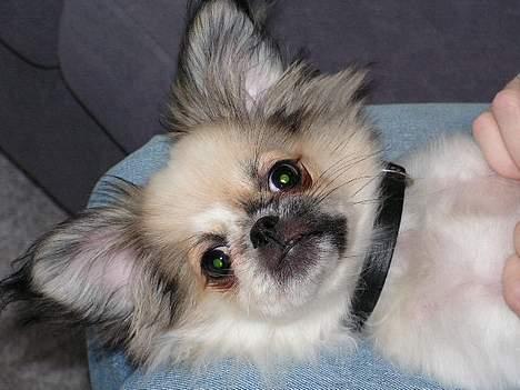 Blanding af racer Amigo - Gremlings billede 5