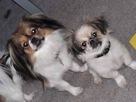 Blanding af racer Amigo - Far og søn billede 6