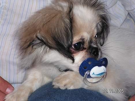 Blanding af racer Amigo - Sutten er ikke værst alligevel... billede 7