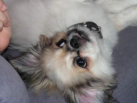 Blanding af racer Amigo - hvem mig..?? jeg laver da ikke noget!!! billede 8