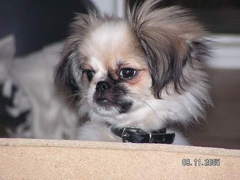 Blanding af racer Amigo - Må jeg godt komme ind nu? billede 9