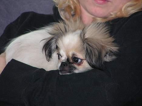 Blanding af racer Amigo - I mors arme er jeg tryg billede 10