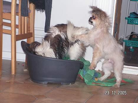 Blanding af racer Amigo - Her slås far og søn efter en tur i badet! billede 11