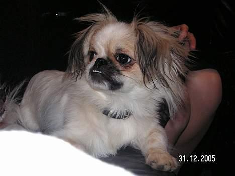 Blanding af racer Amigo - Her er han så... AMIGO billede 12