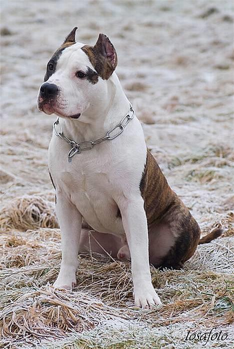 Amerikansk staffordshire terrier Wido Swoboda billede 17