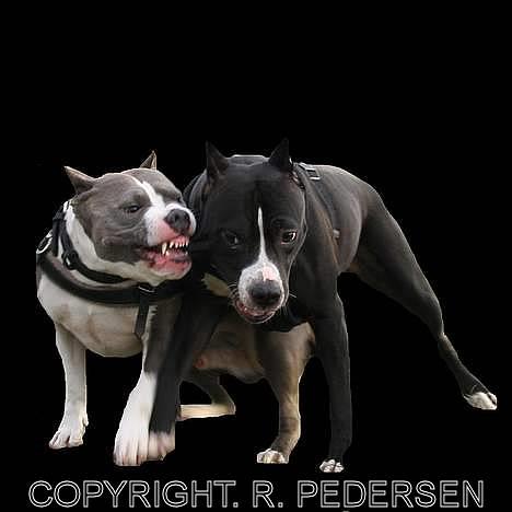 Amerikansk staffordshire terrier Gang-staff FunFun (R.I.P) - Bare for sjov!! billede 16