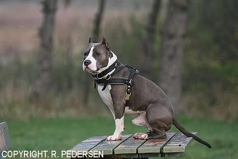Amerikansk staffordshire terrier Gang-staff FunFun (R.I.P) - Rart at ha lidt overblik. billede 17