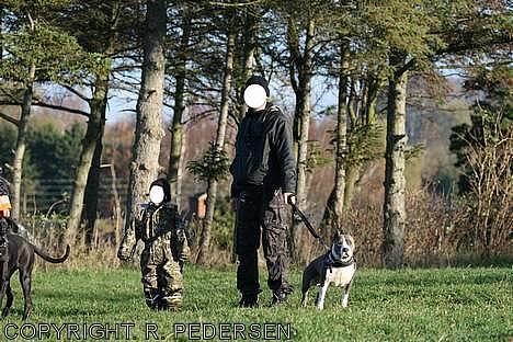 Amerikansk staffordshire terrier Gang-staff FunFun (R.I.P) billede 18