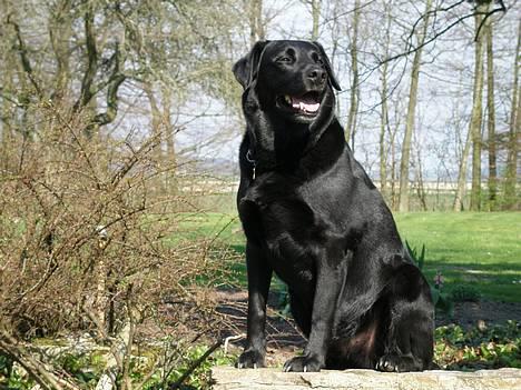 Labrador retriever Zulu (mors hund) - FLOT fyr! 1. maj 2006 billede 1