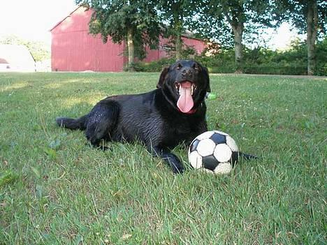 Labrador retriever Zulu (mors hund) - Her er Zule med sin fodbold billede 2