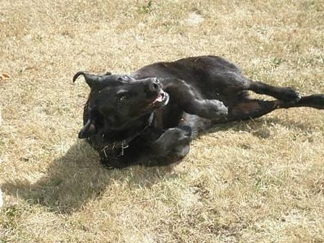 Labrador retriever Zulu (mors hund) - Nyder solen lidt.. billede 3