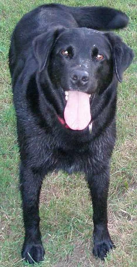 Labrador retriever Zulu (mors hund) - Glad fyr=) billede 4