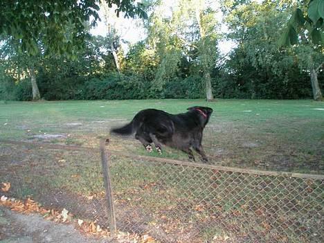 Labrador retriever Zulu (mors hund) - Ja springe kan man også billede 5