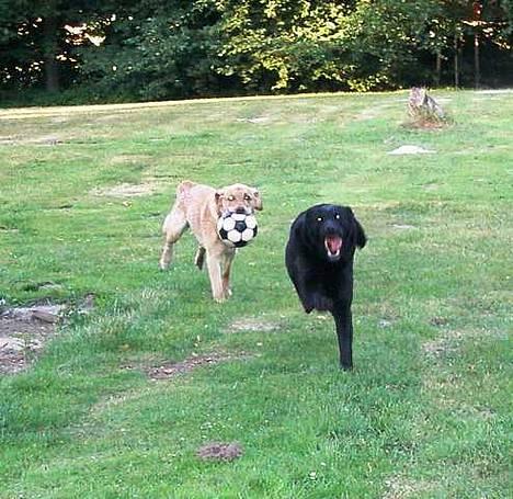 Labrador retriever Zulu (mors hund) - Jeg kommer nuuuu billede 6