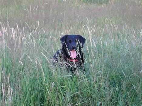 Labrador retriever Zulu (mors hund) - Jeg tror ikke hun kan se mig! Hihi billede 7