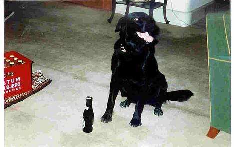 Labrador retriever Zulu (mors hund) - "Det er rigtig godt med en øl" sagde ølhunden! billede 9