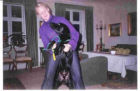 Labrador retriever Zulu (mors hund) - Her står man med sin ´søster´ Metze.. billede 11