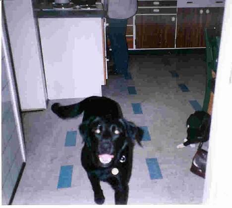 Labrador retriever Zulu (mors hund) - Hej hej... Er jeg ikke lækker?? billede 12