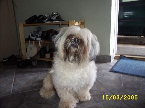 Lhasa apso Ozzy - Sådan så Ozzy ud, da vi fik ham billede 7