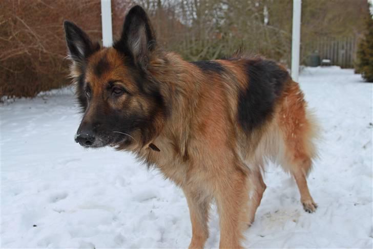 Schæferhund Zita <3 - Nyt d 23/02/2011 billede 2