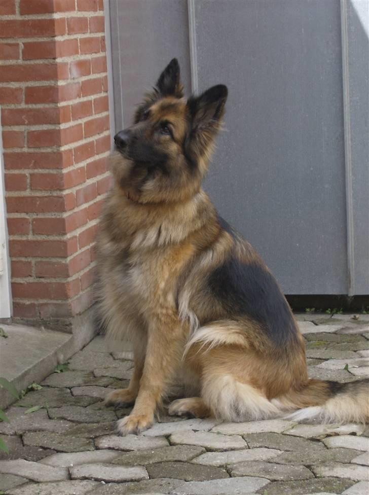 Schæferhund Zita <3 - kigger på vinduet :) billede 3