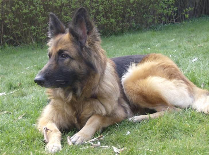 Schæferhund Zita <3 - I haven :) billede 4